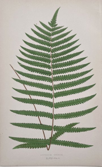 click for detailed image Fern XLVII.jpg